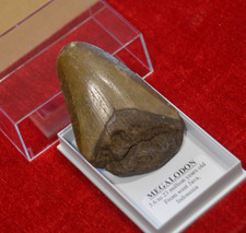 WOW, Genuine MEGALODON SHARK