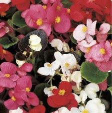 6 Begonia President Mix | 6