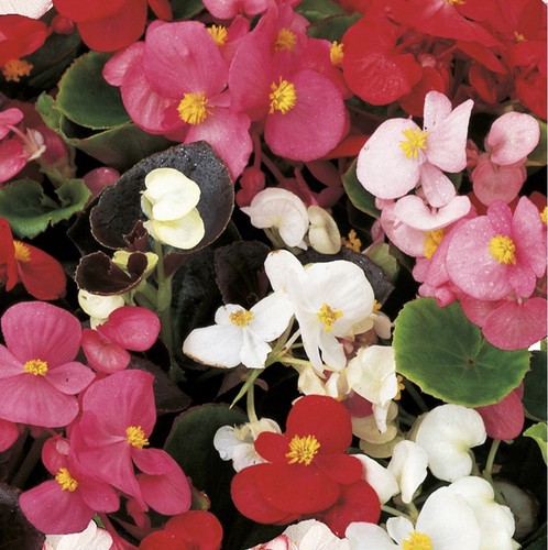 Begonia president mix 6 - 6,