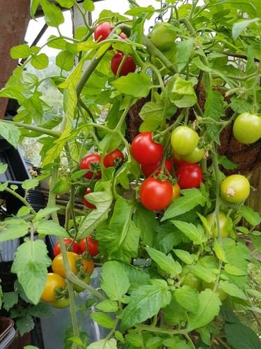 Maskotka tomato seeds 20 - seeds,