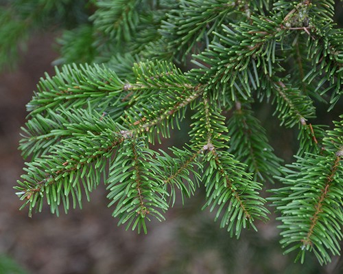 Abies nordmanniana nordmann - nordmanniana, /