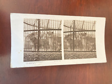 Vintage Lion Cage Stereograph – Series No.9 Countryside 3D Photo Image Rare