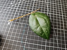 Hoya Caudata One Leaf Rooted