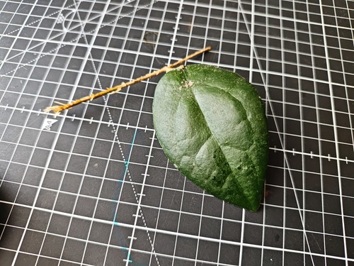 Hoya caudata sumatra one - sumatra, leaf