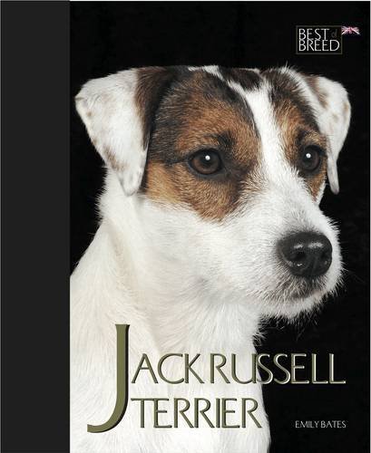 Jack russell terrier best - russell, (best