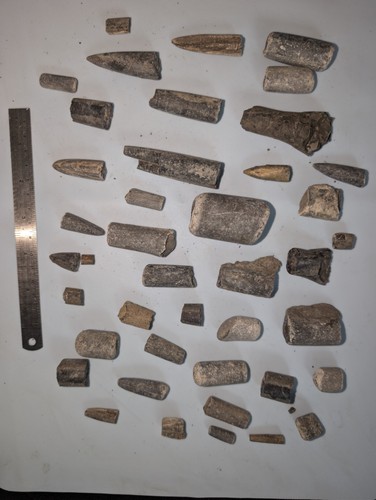 Natural belemnite fossil - natural,