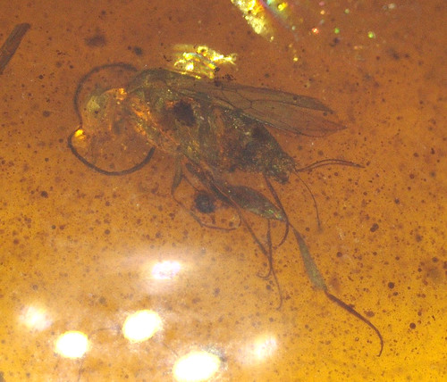Female cretaceous wasp with - cretaceous,