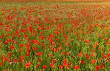 Photo Wall Mural-POPPY