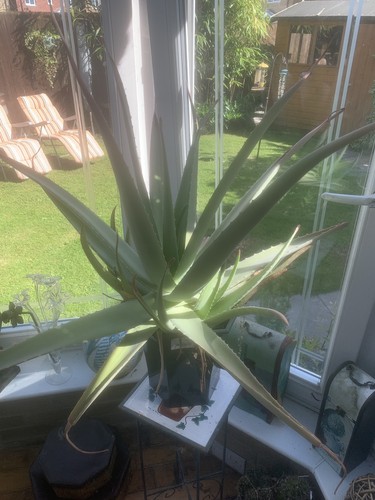 Large aloe vera - large, rare