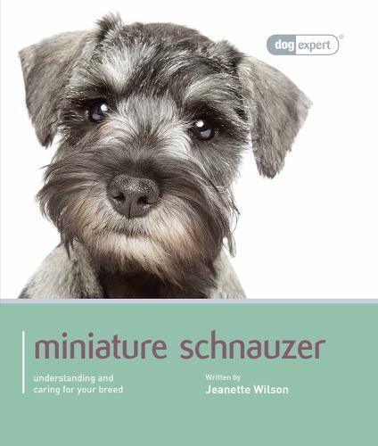 Miniature schnauzer - miniature,