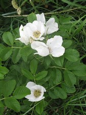 Rosa rugosa alba - rosa, white