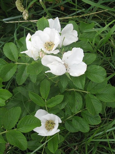 Rosa rugosa alba white - rosa, alba-