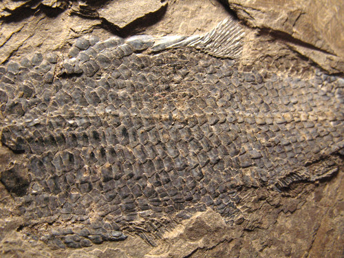 Permian fish fossil muse - permian,