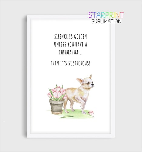Chihuahua - , coat)