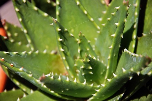 Aloe affinis - -, -10