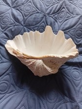 Natural half bowl clam - bowl, shell