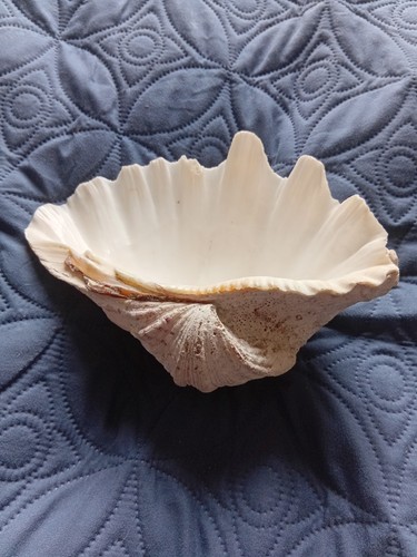 Natural half bowl clam shell - half,