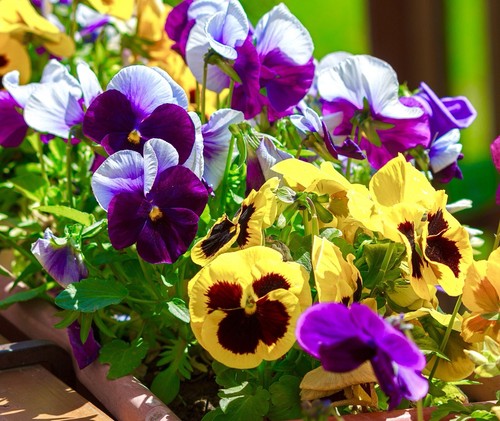 Frilly giant winter viola - frilly,