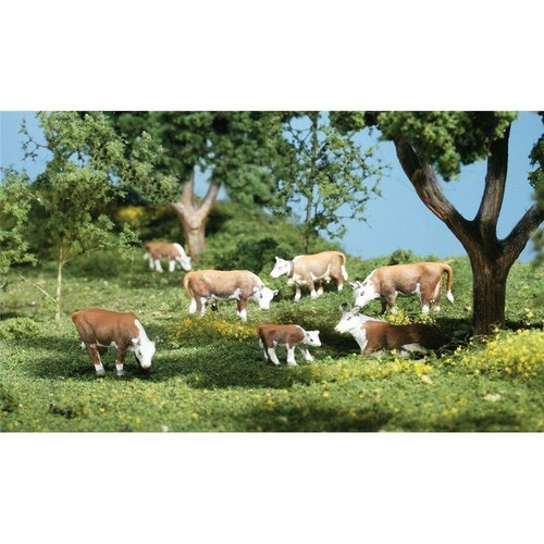 Gauge hereford cows - cows, (7)