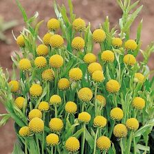 Thompson & Morgan Cephalaphora