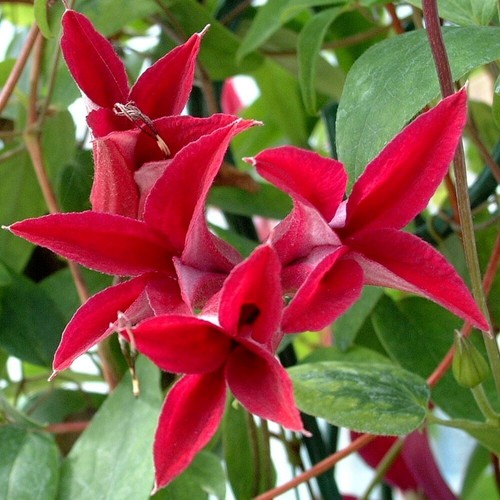 Clematis gravetye beauty red - gravetye,