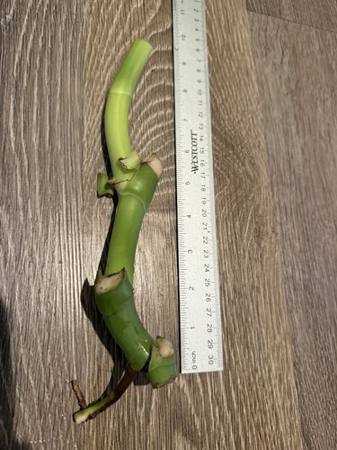 Monstera deliciosa live plant - deliciosa,