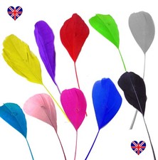 Stripped Coque Feathers x 5