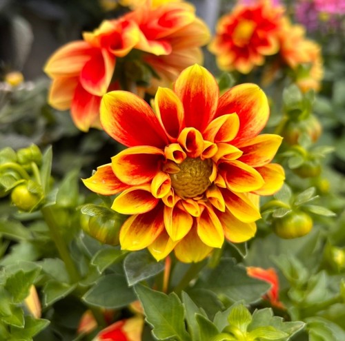 Dahlia plug plants orange