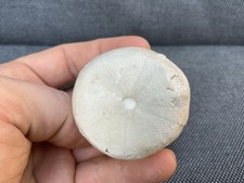Fossil Sea Urchin, Cretaceous