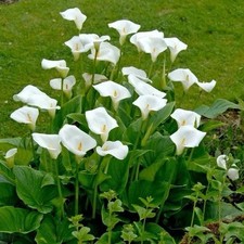 3 Baby Arum Lily Zantedeschia plug plants