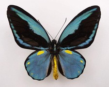 Ornithoptera aesacus ♂ (Obi