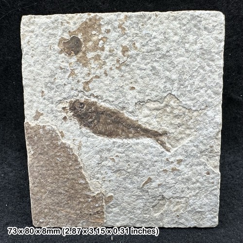 Knightia alta fish fossil - , in