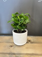 Coffee Arabica Plant In 12cm