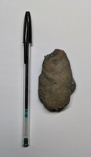 Fossil Ichthyosaur Coprolite