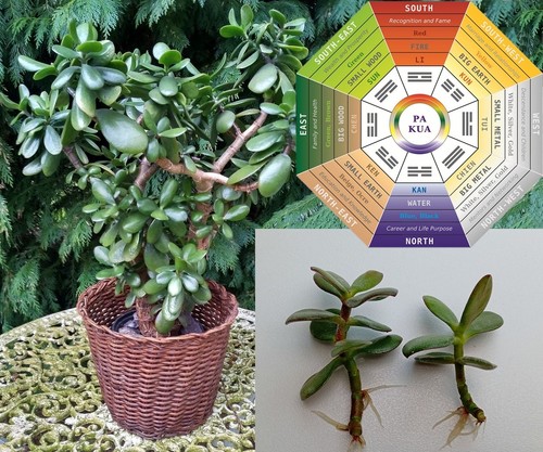 Rooted jade money plant - jade,