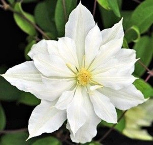 Clematis halina noll - halina, in