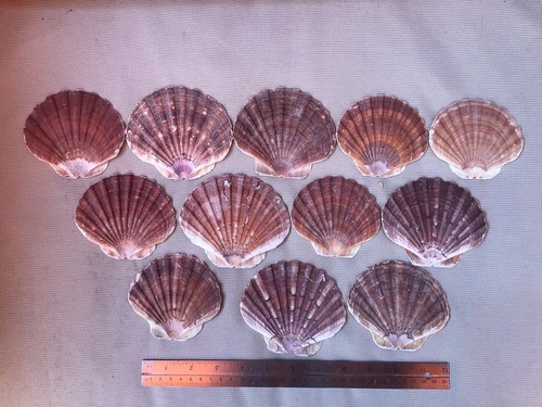 Natural scallop shells sea - natural,