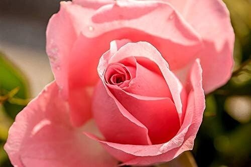 Special friend rose - rose, pot