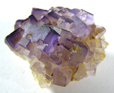 LOVELY SMALL CLUSTER of