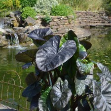 Colocasia Black Coral Plants 5
