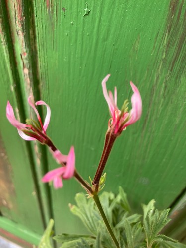 Pelargonium jips joan the - the, wad