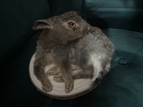 Wild rabbit roadkill - wild,