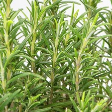 Rosemary Plant in 14cm Pot - Rosmarinus Evergreen Fragrant Perennial Herb Plants