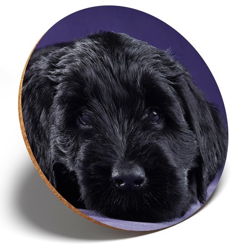 Black russian terrier - terrier,