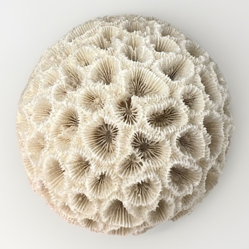 Natural white coral - natural,