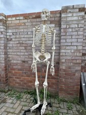 Life Size Human Skeleton Model 180cm – Realistic, Flexible, Anatomy Teaching Aid