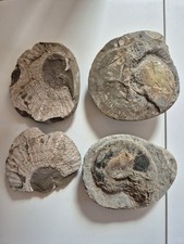 3 Larger Unresearched Ammonite Fossils