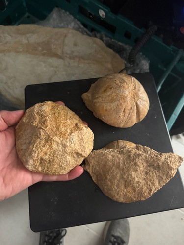 Jurassic fossil sea urchins - 3x,