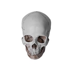 Lifesize realistic human skull - lifesize,