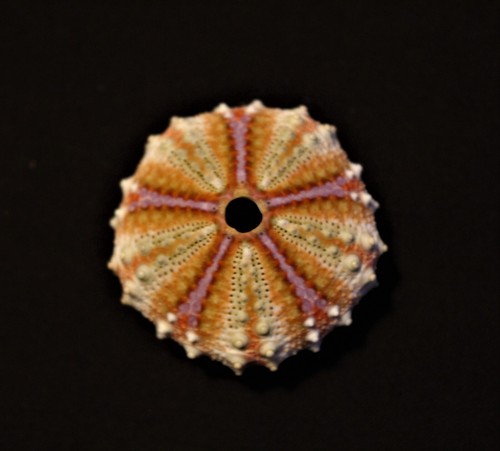 Rare tropical sea urchin - rare,
